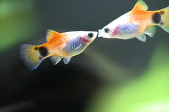 Swordtail Pineapple Mickey Mouse