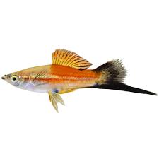 Swordtail Pineapple Mickey Mouse