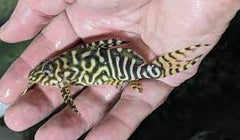 Syno. Angelicus X Eupterus Catfish Hybrid