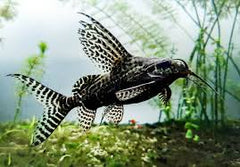 Synodontis Eupterus Catfish Florida