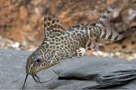 Synodontis Lace Catfish