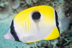 Teardrop Butterfly - Small