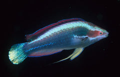 Temminck's Fairy Wrasse - Medium
