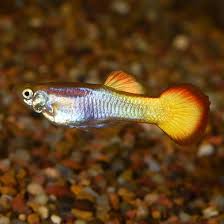 Tequila Sunrise Guppy Male