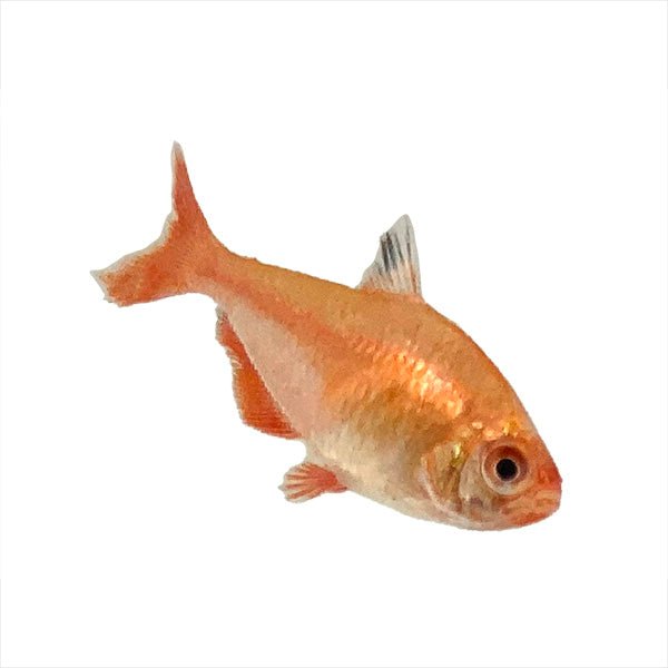 Tetra Super Serpae