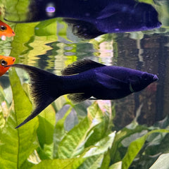 Black Lyretail Molly