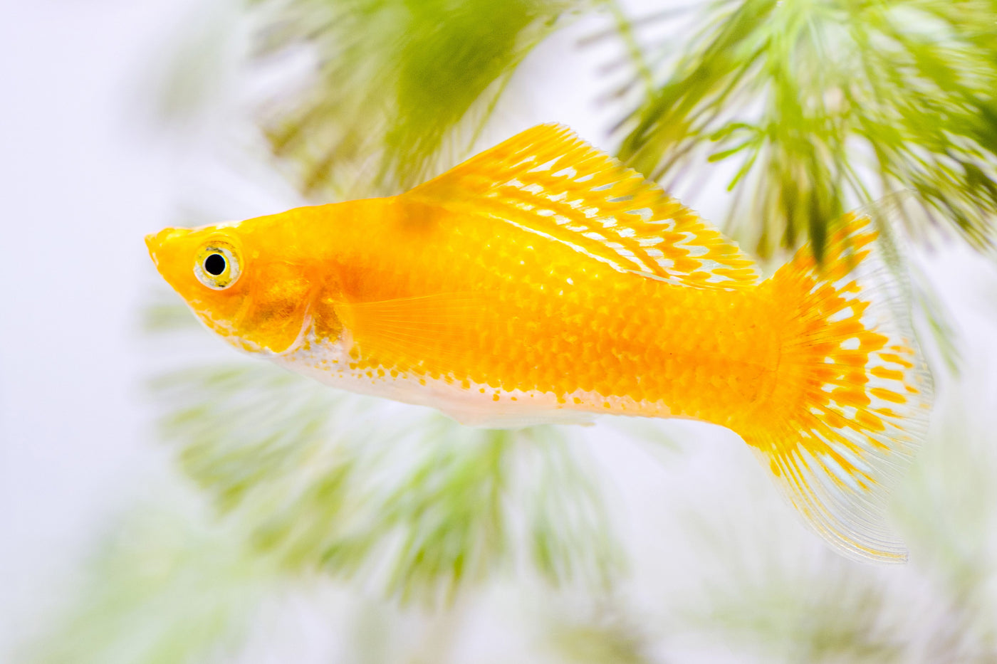 Gold Sailfin Molly