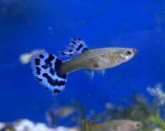 Guppy - Blue Elephant Half Moon