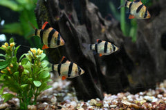 Tiger Barb