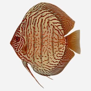 Tiger Discus