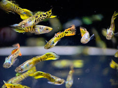 Guppy Tiger Endler