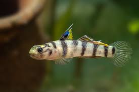 Tiger Goby Tank Raised - Small