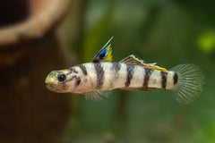 Tiger Goby Tank Raised - Small