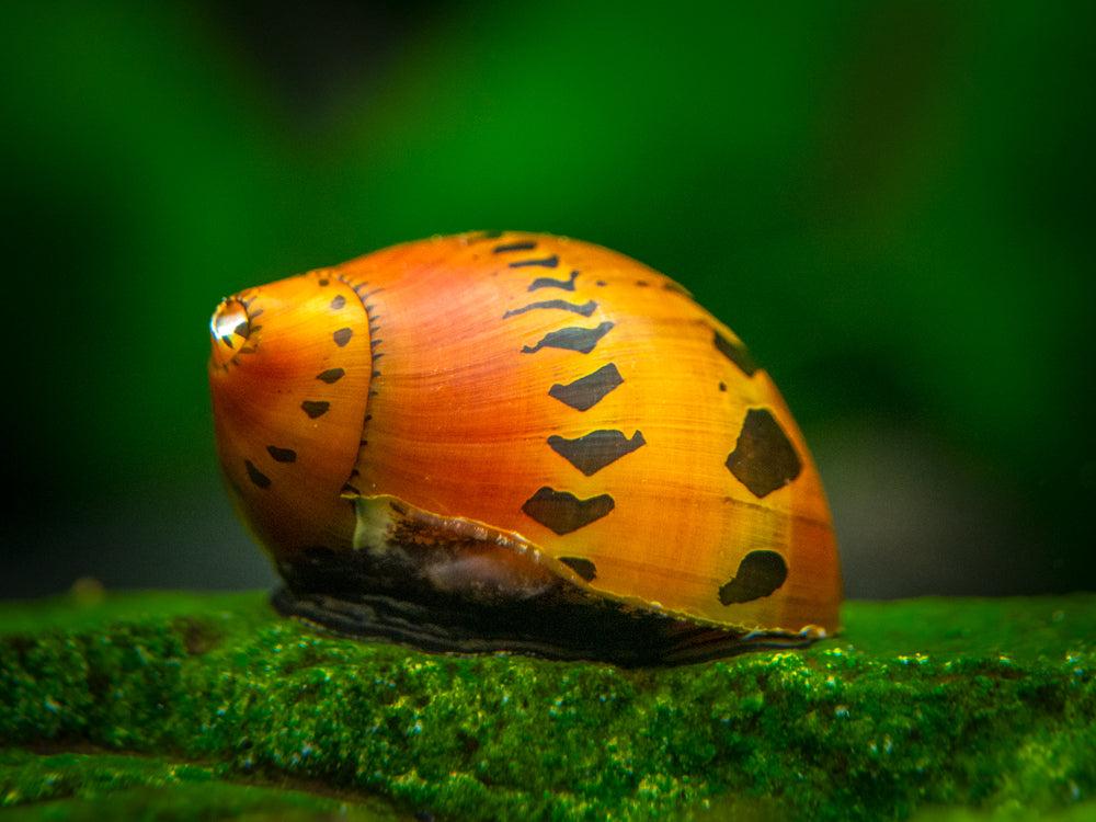 Freshwater Snails