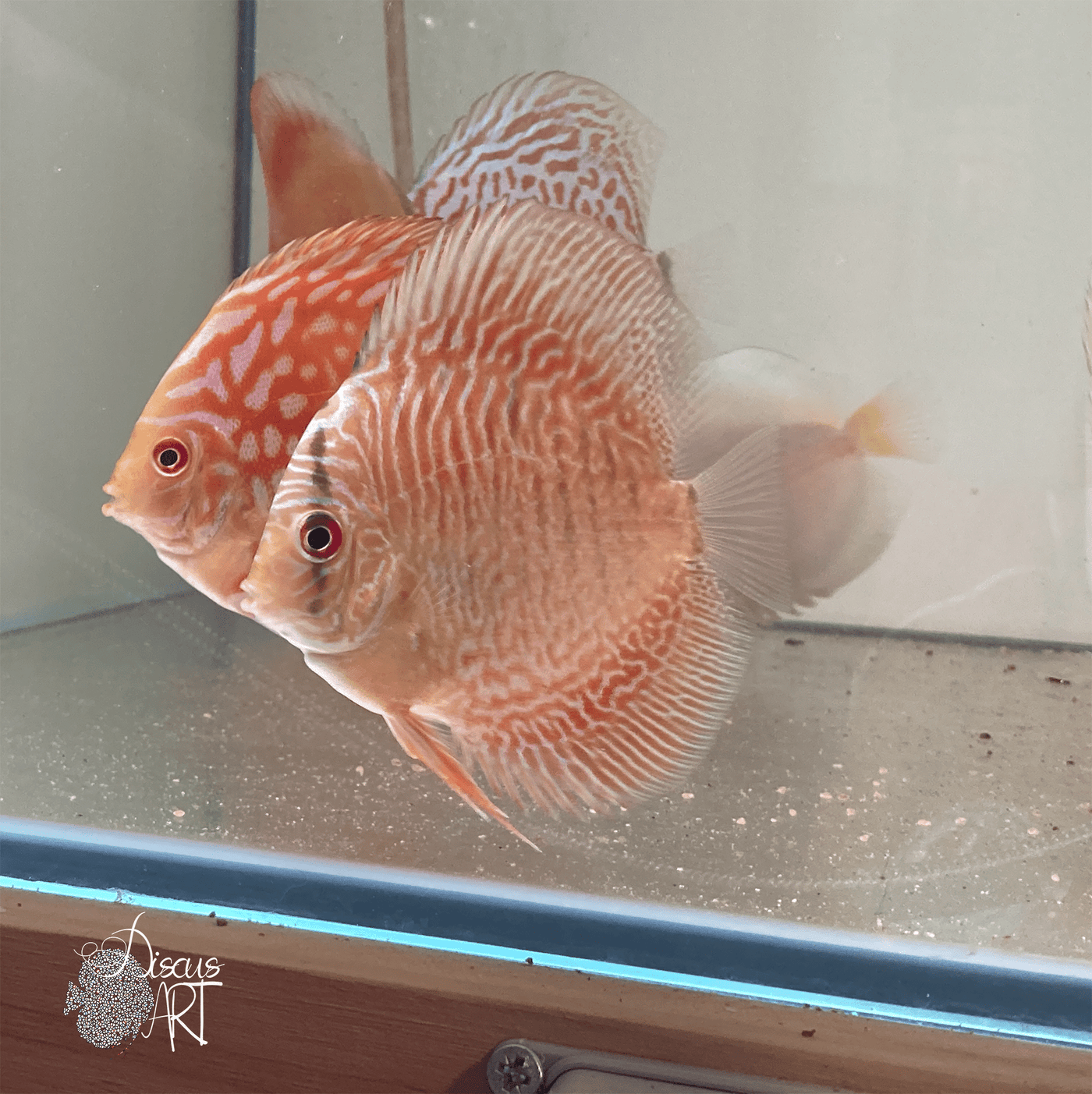 Tiger Snake Skin Discus