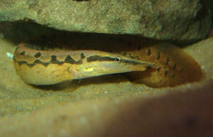 Tiretrack Eel