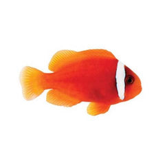 Tomato Clownfish Tank Raised - Medium