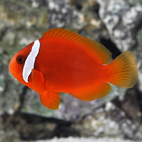 Tomato Clownfish Tank Raised - Medium