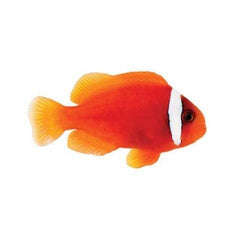 Tomato Clownfish Tank Raised - Medium