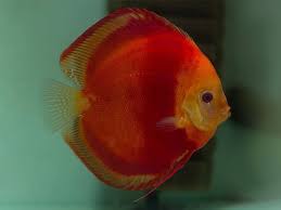 Tomato Discus
