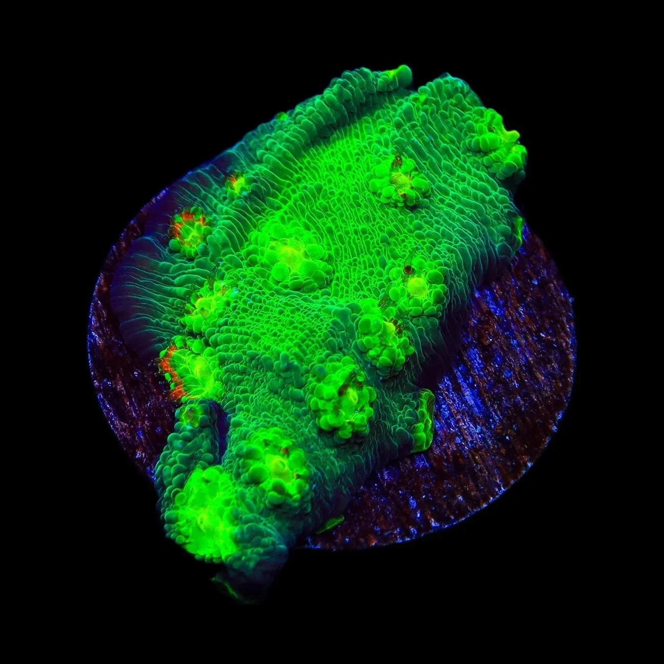 Hollywood Stunner Chalice Coral Aquacultured - Frag