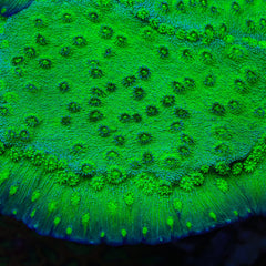 Hollywood Stunner Chalice Coral Aquacultured - Frag