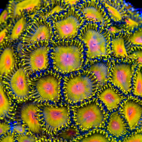 Golden Gods Zoanthid Polyp - Frag
