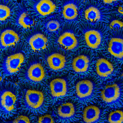 Yellow Submarine Zoanthid Polyp - Frag
