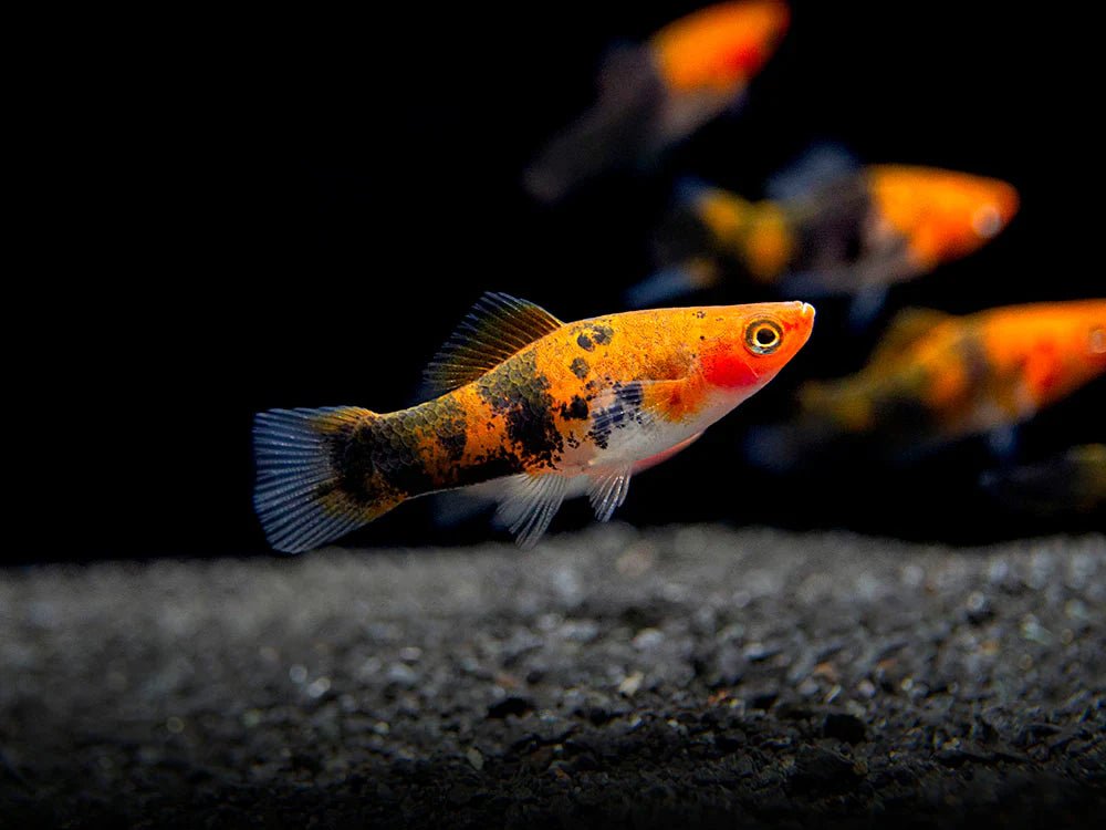 Tricolor Koi Swordtail