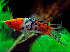 Tricolor Koi Swordtail
