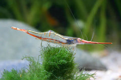 Long Nose Shrimp