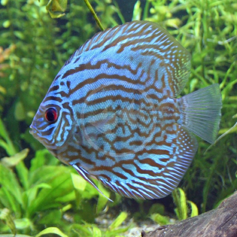 Turquoise Discus