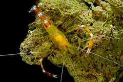 Gold Coral Banded Shrimp - Small