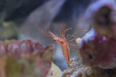 Aiptasia Eating Peppermint Shrimp
