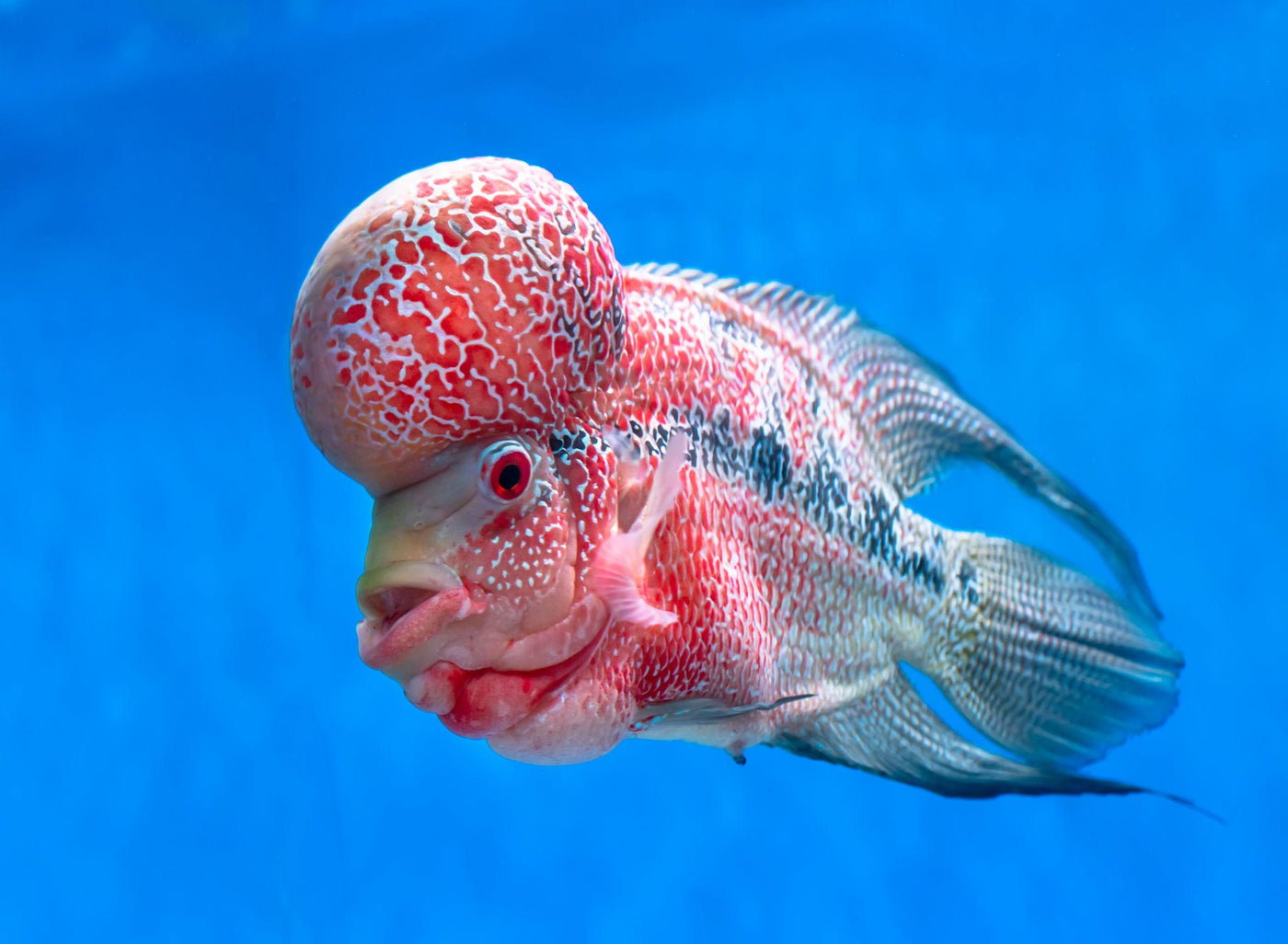 Flowerhorn Cichlid