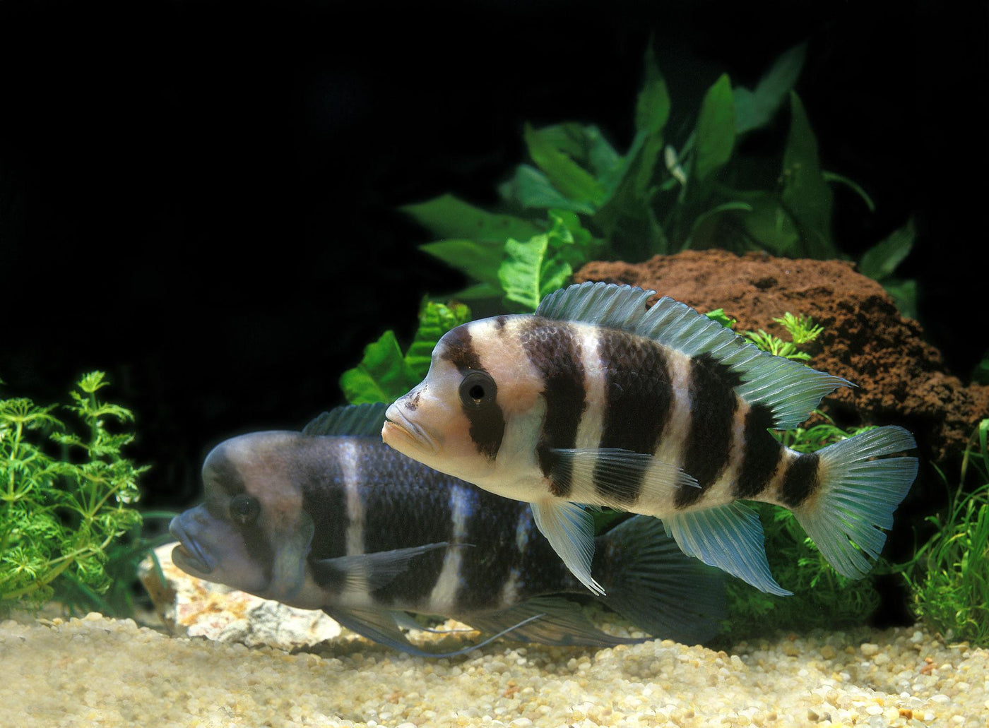 Black Widow Frontosa Cichlid