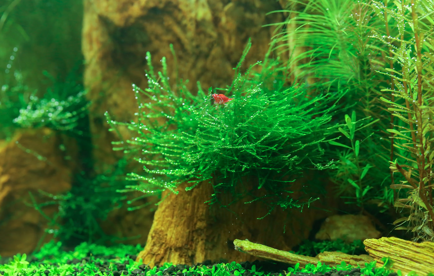 Rotala Rotundifolia
