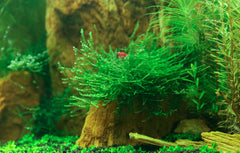 Bacopa Monnieri Scalaped Edge Leaf