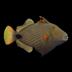 Undulate Trigger - Large