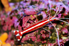 Skunk Cleaner Shrimp - Medium