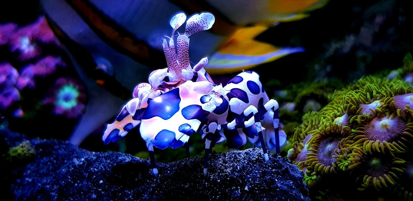 Harlequin Shrimp