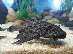 Threestrips Corydoras