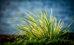 Vallisneria Americana