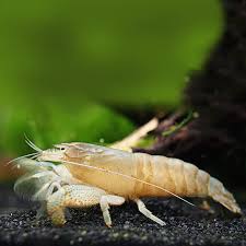 Vampire Shrimp
