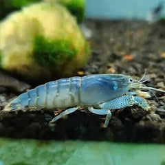 Vampire Shrimp