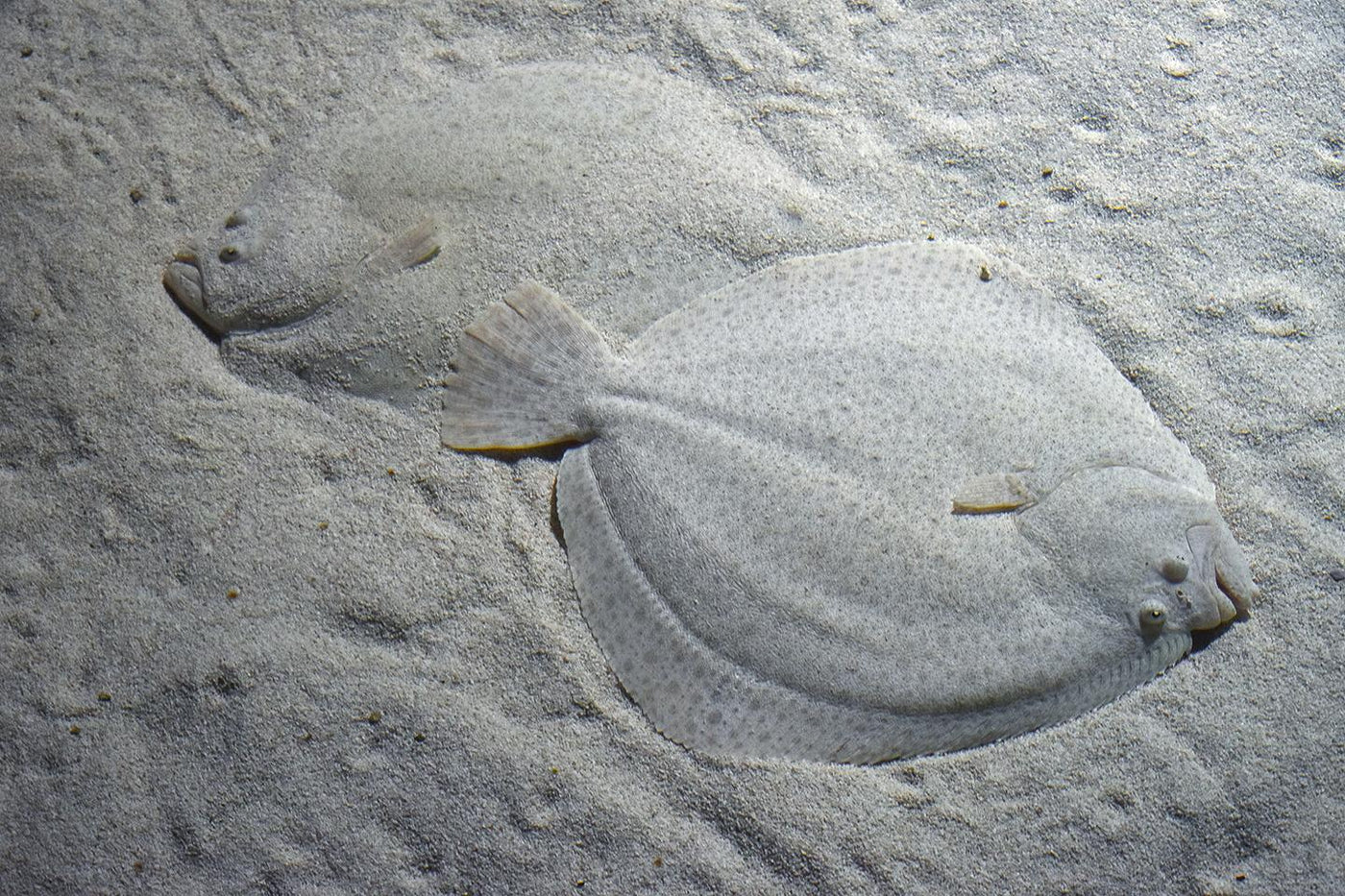 Velvet Fish - Small
