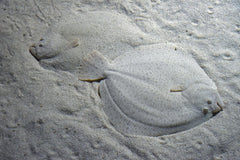 Velvet Fish - Small