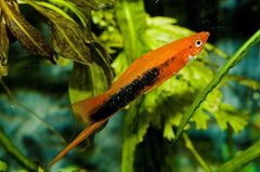 Velvet Tuxedo Swordtail