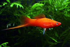 Velvet Wag Swordtail