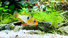 Bolivian Ram Cichlid